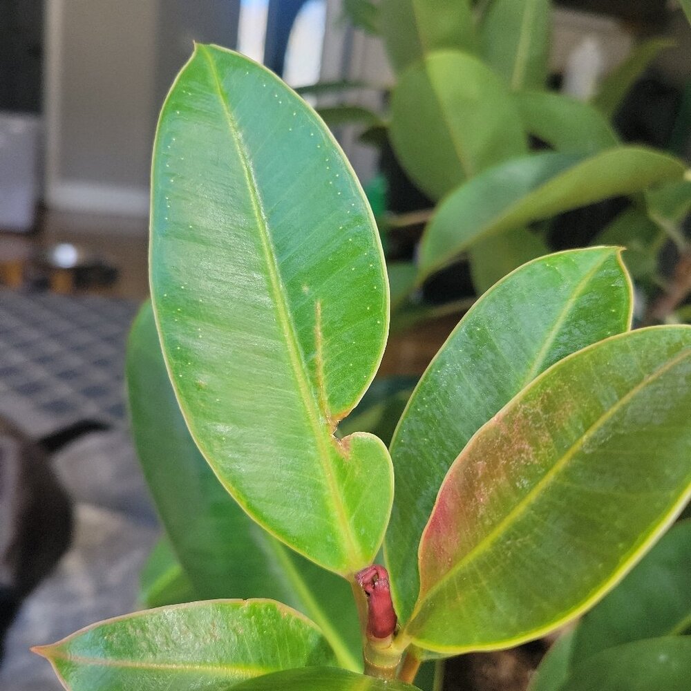 Meet your Posher, Meg